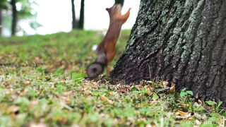 Lovely Boys (Mike Steed, Tony Keit)